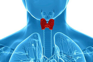 A thyroid gland representing the complete thyroid lab test panel